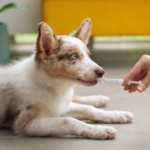 Clínicas veterinárias: buscando medicina preventiva